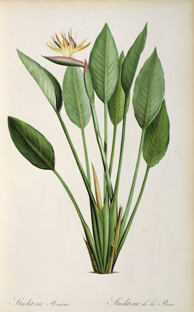 Strelitzia Reginae, from 
